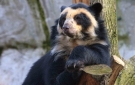 En Bolivia 68 especies de animales est�n en peligro de extinci�n 