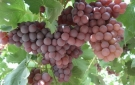 Morales compromete Bs 50 millones a favor de la producci�n de vino en Tarija