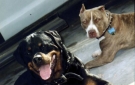 Proponen ley para prohibir la crianza de perros de razas �peligrosas�
