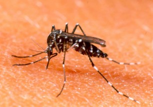 Chuquisaca reporta su primer muerto por dengue y suman tres en Santa Cruz