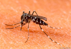 Chuquisaca reporta su primer muerto por dengue y suman tres en Santa Cruz