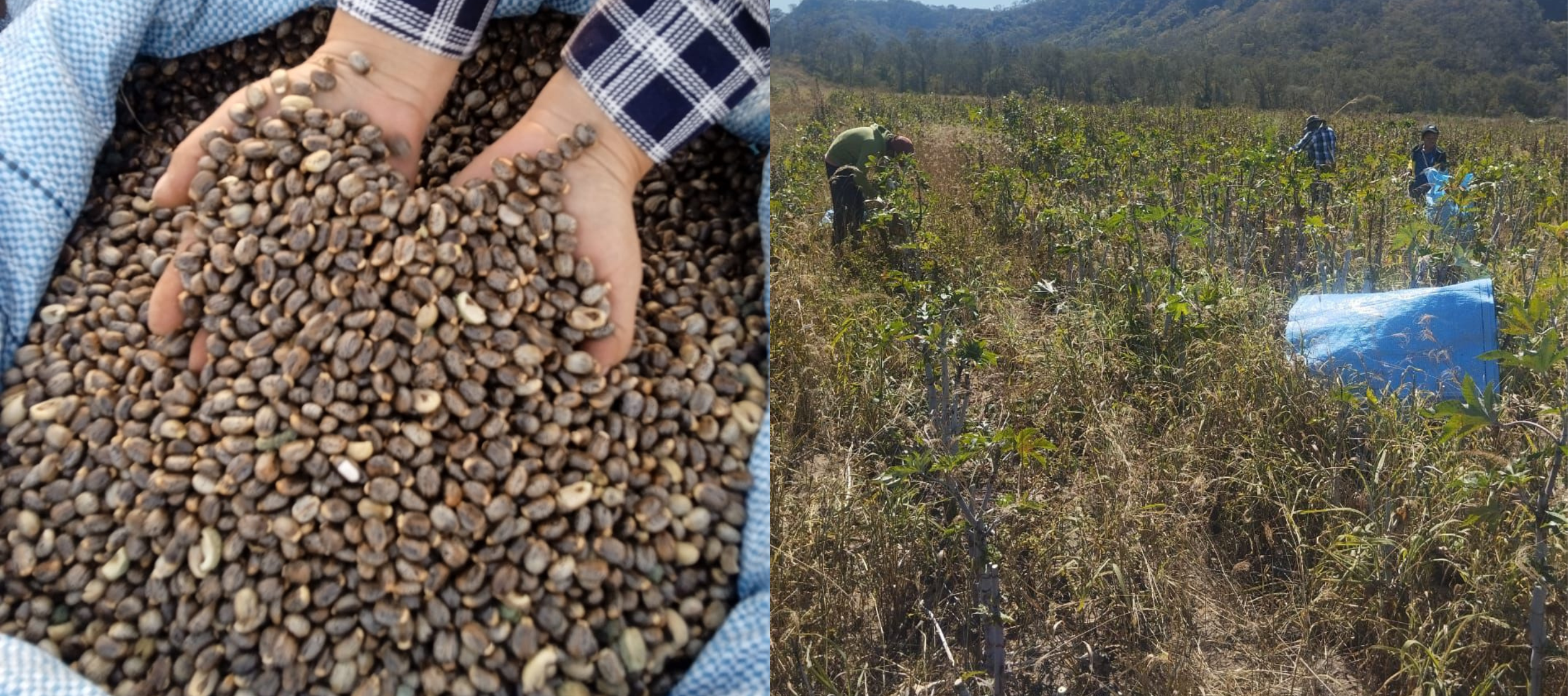 Semillas y plantación del macororó, materia prima para la fabricación de biocombustible. Foto: INIAF