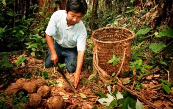 En las estadísticas no entra el trabajo como el de los recolectores de castaña. Foto: Arch.