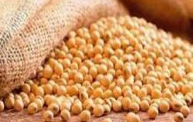 Los productores tienen permiso para exportar hasta 300 mil toneldas del grano. Foto: Arch.