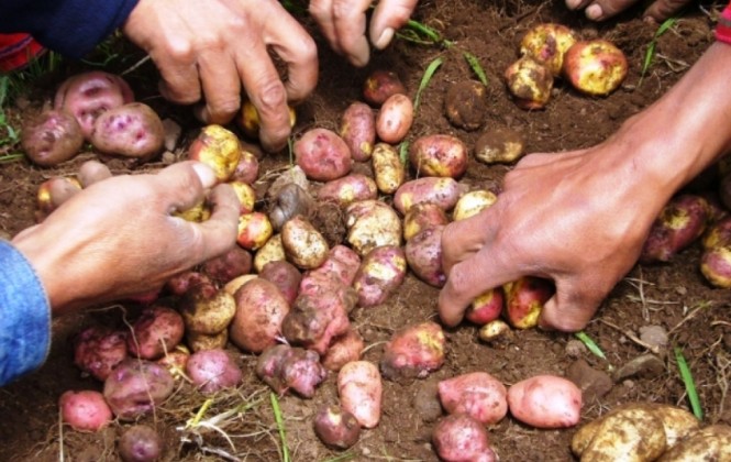 La cosecha de la papa creció un 5% en la campaña agrícola 2011-2012. Foto: VDRyA