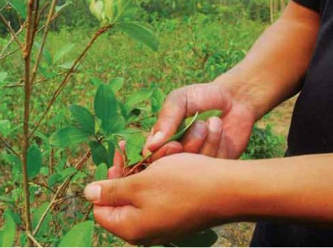 La hoja de coca (Foto de archivo)