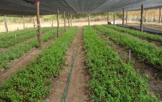 Las plantaciones en el vivero de Irenda. (Foto: Gobernación Santa Cruz)