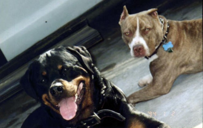 Perros de raza rottweiler y pitbull. Foto: americanpitbullz.com