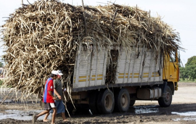 La producción de caña de azúcar en La Paz. Foto: ANF.