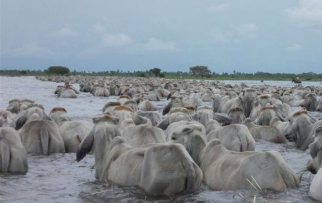 El ganado bovino en la región del Beni. Foto: ANF