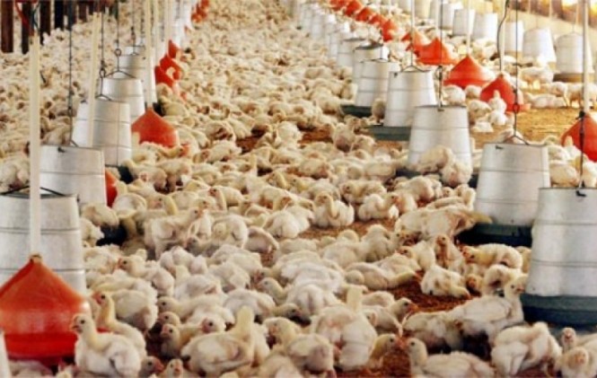Pollos en una granja en Cochabamba/ Foto archivo