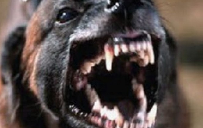 Uno de las razas de perros considerados peligrosos/Foto archivo.