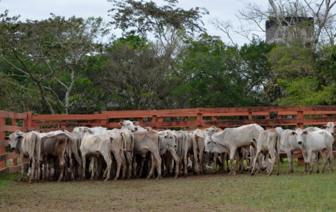 Un conjunto de ganado bovino Foto: ANF