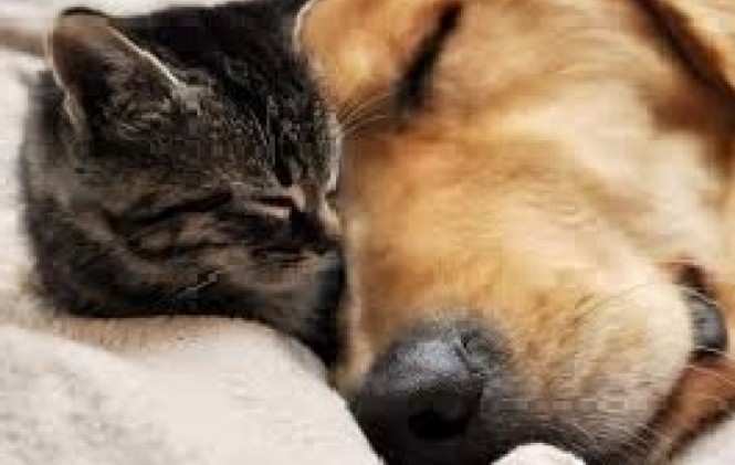 Foto: www.dogaboo.com