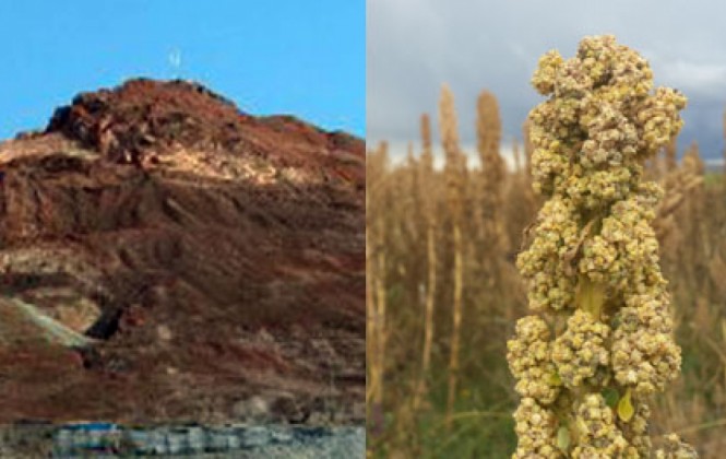 El Cerro Rico de Potosí y una planta de quinua. Foto: ANF.