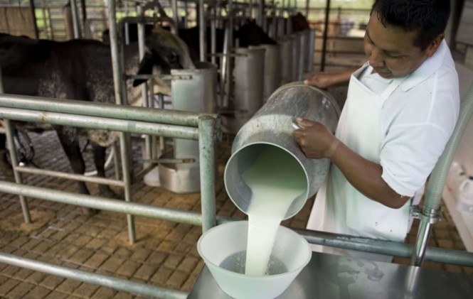Producción de leche. Foto: eabolivia.