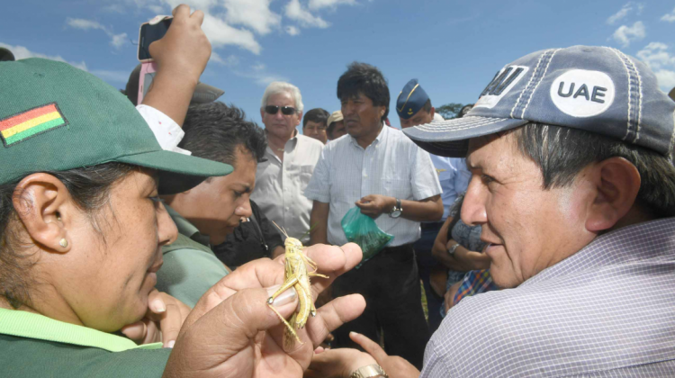 Evo Morales visita la región azotada por langostas. Foto: Abi