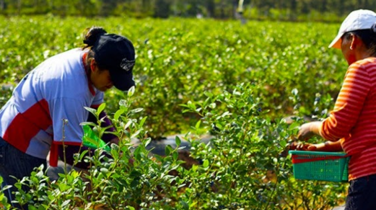 Agricultores cosechan sus cultivos. Foto:Agronomía.blogger