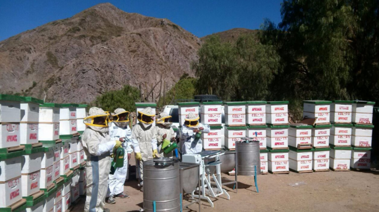 Proyectos de apicultura. Foto:Ministerio de Comunicación