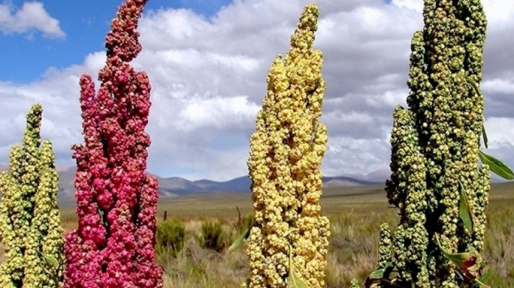Bolivia ha sido tradicionalmente el principal productor de quinua a nivel mundial.  Foto: Internet