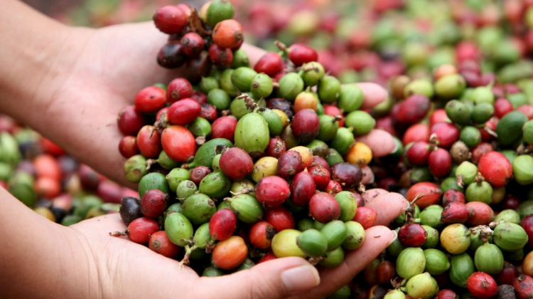 Granos de café . Foto: Tierra Fértil