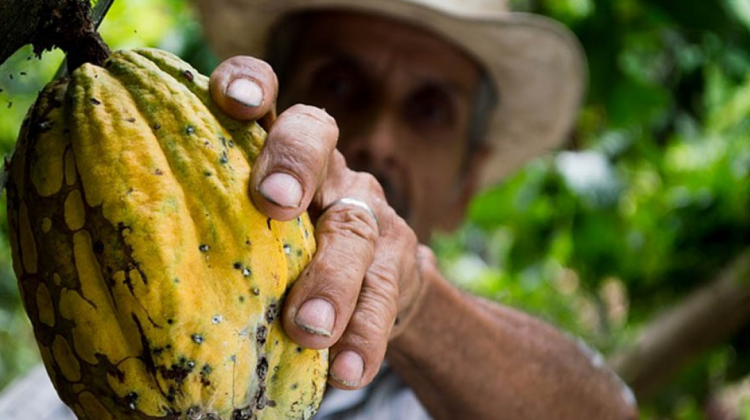 Cultivo de cacao en Colombia. Foto: Diario Economía