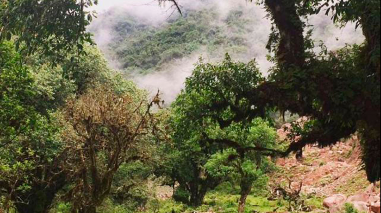 Reserva Nacional de Flora y Fauna Tariquía. Foto: El País