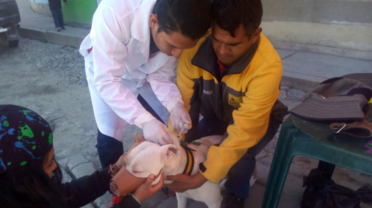 Una mascota es inmunizada. Foto: AMN