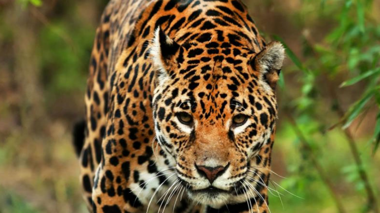Jaguar (imagen ilustrativa). Foto: Internet.