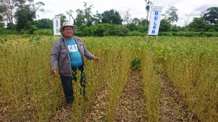 El especialista en genética, Marín Condori, muestra las variedades de soya presentada en la Exposoya 2019. Foto: ANF