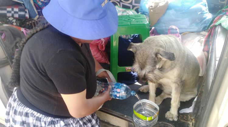 Una damnificada alimenta a su mascota que se salvó de morir en la tragedia. Foto: ANF