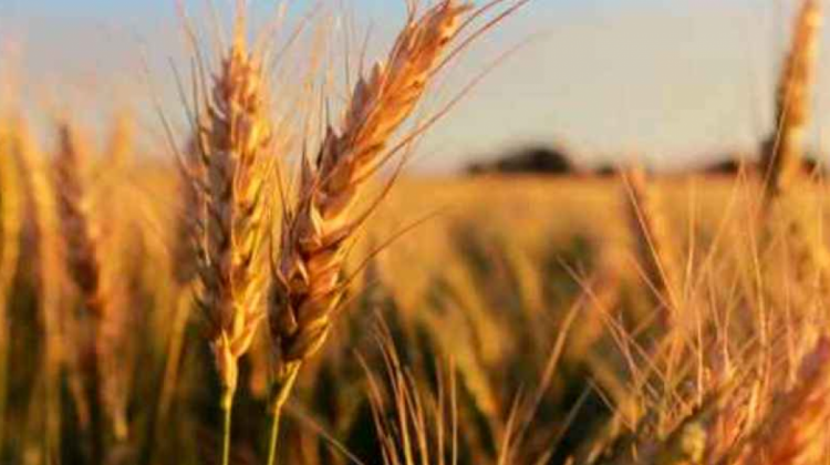 Plantaciones de trigo. Foto: HoyBolivia.com