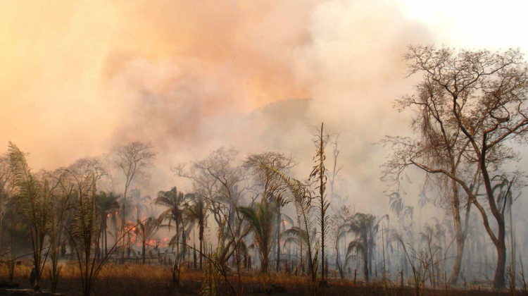 Incendios en la Chiquitanía. Foto: SAR Bomberos