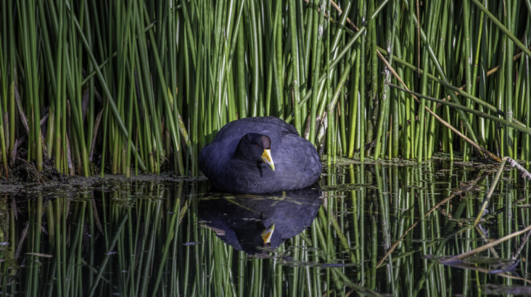 Un ave de la especie  Fulica ardesiaca que fue registrada en el biomaratón Reto Ciudad Naturaleza en La Paz. Foto: Omar Torrico