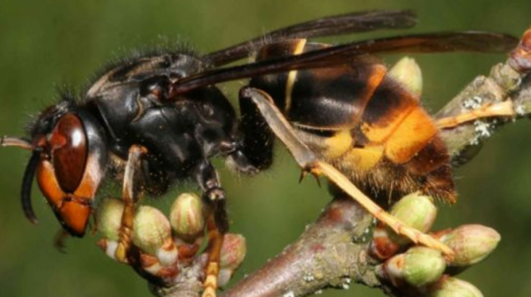 El avispón asiático depende de que sus reinas formen nuevos nidos en Sudamérica para ampliar su distribución.