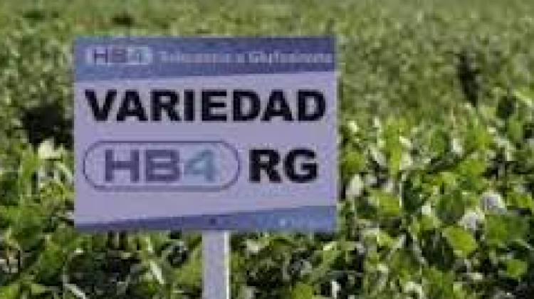 Cultivos en Paraguay con soya transgénica. Foto. RRSD
