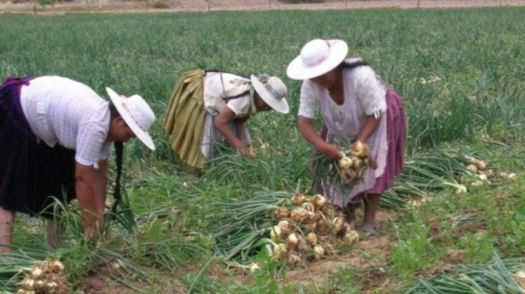 Cultivos de cebolla en Cochabamba. Foto. Archivo
