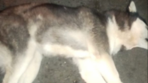 Confederación animalista cuestiona labor policial en muerte de perro huskie y exige sanción ejemplar