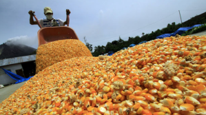 ANAPO niega agio, asegura que el maíz no se puede guardar y cada año se siembra menos