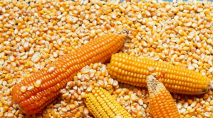 Identifican cuatro empresas de Santa Cruz que almacenan maíz, Gobierno abre investigación por agio