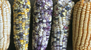 CIPCA: la solución del maíz no pasa por los transgénicos, sino en subir productividad del agro
