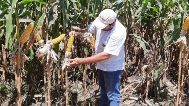 Productividad en Bolivia. Foto Internet