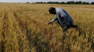 Anapo reporta la pérdida casi del 50% de los cultivos de invierno por la sequía