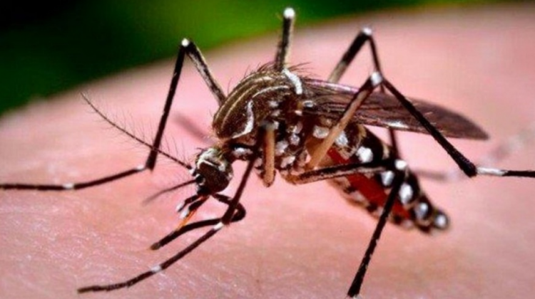 AEDES AEDES