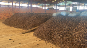 Por primera vez cae la demanda de castaña en Europa y el precio bajó en un 50% 