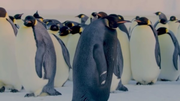 Pingüino emperador negro.    Foto: YOUTUBE / BBC