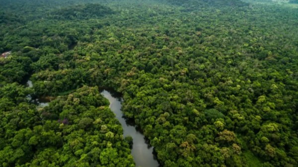 Selva amazónica de Bolivia. Foto: Archivo/Internet.