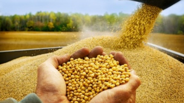 Producción de soya. Foto: Viceministerio de Comunicación