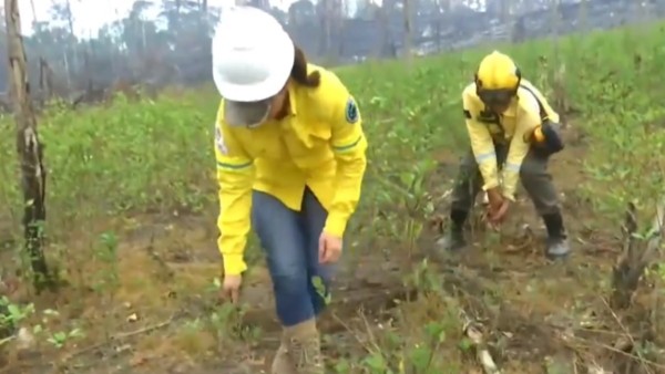 Guardaparques encuentran plantaciones de coca en el Parque Amboró. Foto: Captura Red Uno