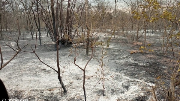 Los desolados paisajes por los incendios. Foto: CEJIS